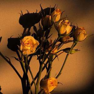 日本美女啪啪视频
