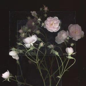 日本美女啪啪视频
